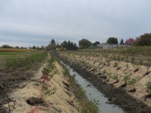 Verdissement de berges commercial