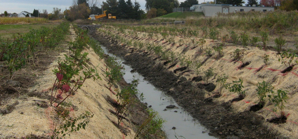 Végétalisation des berges